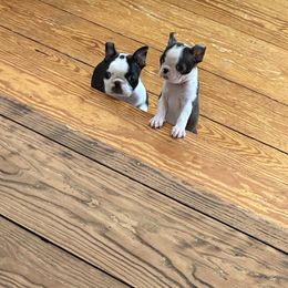 Boston Terrier and French Bulldog Puppies from Classic Boston Terriers and French Bulldogs