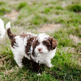 Havapoo puppies from Lady Paws Puppies - Cassie