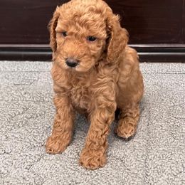 Poodle puppies from Silver Moon Poodles