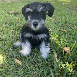 Miniature Schnauzer Puppies from Miniature Schnauzer Paradise llc