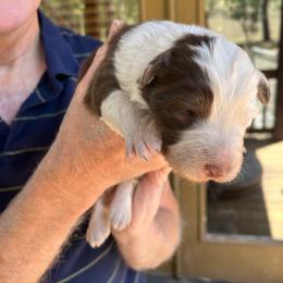Red tri male - Red tri-color male Australian Shepherd puppy in Chino Valley, Arizona from Cu2 Aussies