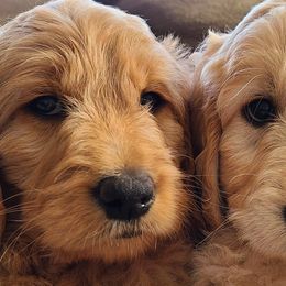 Goldendoodles and Golden Retrievers from Golden Paw Farm