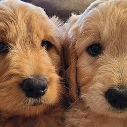Goldendoodles and Golden Retrievers from Golden Paw Farm