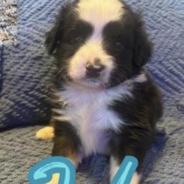 Jude - Black tri male Toy Australian Shepherd puppy in Union Grove, North Carolina from Grove Farm