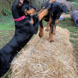 Doberman Pinscher Puppies from Spellbound Doberman Pinschers