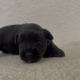 Girl 3 - Black female Miniature Schnauzer puppy in Seagoville, Texas from JC miniature schnauzers