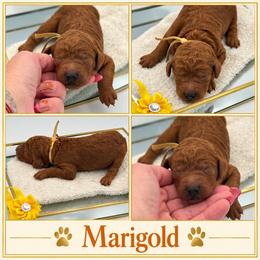 Marigold - Red  female Poodle puppy in Mount Vernon, Illinois from AMC Poodles