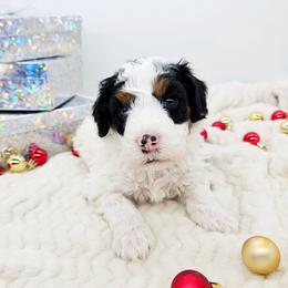Parsley - Black and white male Bernedoodle puppy in Granton, Wisconsin from Rose River Farms