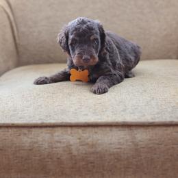 Yellow collar female - Brown female Bernedoodle puppy in Scottsboro, Alabama from Dixie Land Doodles