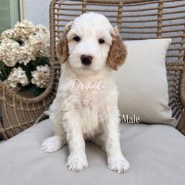 Birch - Parti male Goldendoodle puppy in Gilbert, Arizona from Doodle Bliss