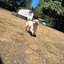 French Bulldog puppies from Pacific Wonderland French Bulldogs