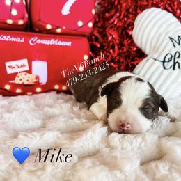 Mike - Brown and white male Aussiedoodle puppy in Sulphur Bluff, Texas from V6 Ranch Dogs