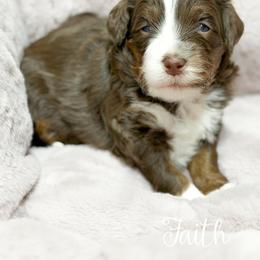 Faith - Tri-color female Bernedoodle puppy in Henry, Illinois from Rowe Farms Doodles