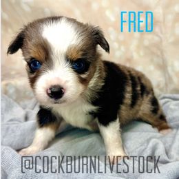 Fred - Blue merle male Toy Australian Shepherd puppy in Gillette, Wyoming from Cockburn’s Toy and Mini Australian Shepherds