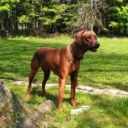 Maggie - Rhodesian Ridgeback