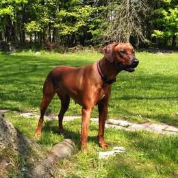 Maggie - Rhodesian Ridgeback