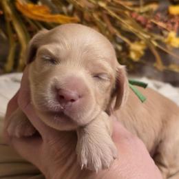 Boy 1 - Cream male Dachshund puppy in Romney, Indiana from Brown's Valley Dachshunds