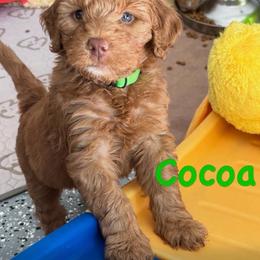Cocoa (girl, Green collar) - Red  female Goldendoodle puppy in Guntersville, Alabama from Carefree Goldendoodles