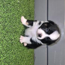 Independence - Black tri female Toy Australian Shepherd puppy in Humansville, Missouri from Tater Tot aussies