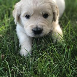 Golden Retriever, Poodle, and Shih Tzu Puppies from Shih Tzu Castle & Platinum Paws