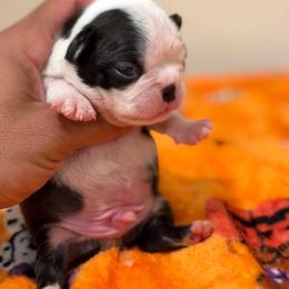 Dot on collar male - Black brindle and white male Boston Terrier puppy in Madera Acres, California from Muggin Bostons Terriers and Mini Dachshund