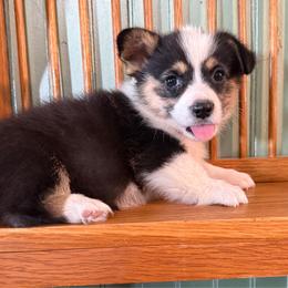 Venus - Black and tan female Pembroke Welsh Corgi puppy in Derby, Iowa from NHC Kennels