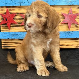 Navy - Sable male Saint Berdoodle puppy in Chicago, Illinois from Gentle Giant Saint Berdoodles