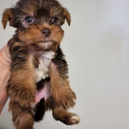 Yorkshire Terrier Puppies from Glitter And Glitz Yorkies