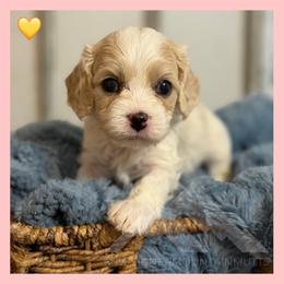 Boy 3 - Blenheim male Cavachon puppy in Smoot, Wyoming from Designer Mountain Mutts