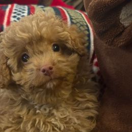 Edmund - Black male Cavapoo puppy in River Falls, Wisconsin from Dottie's Doodles