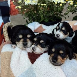 Dachshunds from Dixies Dachshunds