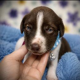Blue collar available - Liver and white male German Shorthaired Pointer puppy in Hardeman County, Tennessee from Howell Farm GSP