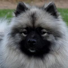 Kami - Keeshond