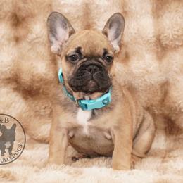 Boy 1 - Fawn male French Bulldog puppy in Schaumburg, Illinois from A & B French Bulldogs