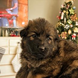 Whisper Lane - Sable female German Shepherd puppy in Kingsley, Michigan from Legacy German Shepherds