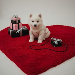 Scarlett - White female Pomsky puppy in Bucyrus, Missouri from Hill Top Pomskies