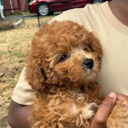 Dark red girl - Red  female Poodle puppy in Burien, Washington from South Sound Doodles