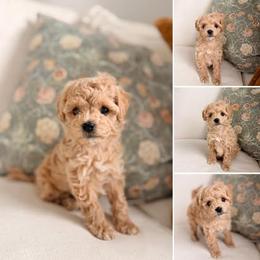 Maltipoo, Poodle, and Shihpoo Puppies from Doodle Lane - Toy Doodles Alabama