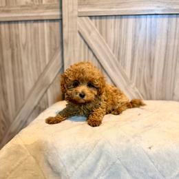 Roo - Red  male Goldendoodle puppy in Bells, Texas from Partridge Doodles and Poodles