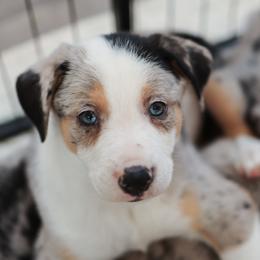 Working Dog Cross Puppies from Tendercross