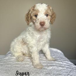 Sugar - Parti female Goldendoodle puppy in Taylorsville, North Carolina from Doggone Dixie Doodles