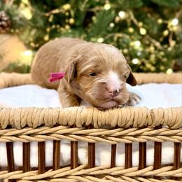 Pink - Caramel red female Australian Labradoodle puppy in Auburn, Washington from West Valley Labradoodles
