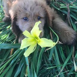 Goldendoodle Puppies from Carefree Goldendoodels