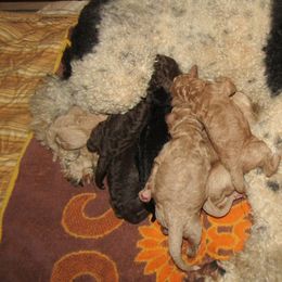 Goldendoodle and Poodle Puppies from David & Patricia Elliott