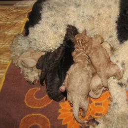 Goldendoodle and Poodle Puppies from David & Patricia Elliott