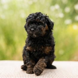 Grizzly Bear - Phantom male Poodle puppy in St. George, Utah from Ibby Dibby doodles