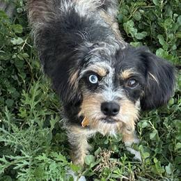 Kiwi - Cavapoo
