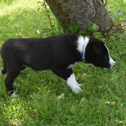Border Collie Puppies from Porter’s Borders