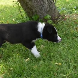 Border Collie Puppies from Porter’s Borders