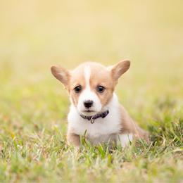 Purple collar female- Rosalina - Sable female Pembroke Welsh Corgi puppy in Waverly Hall, Georgia from 6g Ranch Corgis